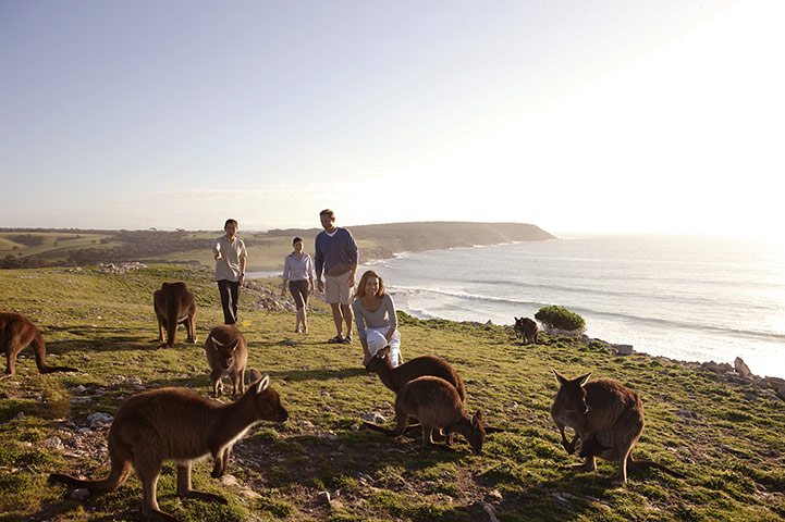 Australia nature gallery: Australia: parents and children with kangaroos on Kangaroo Island