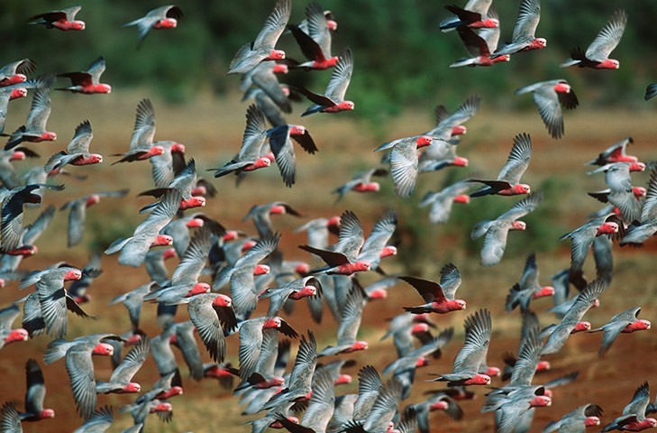 Australia nature gallery: Australia2014: Galahs fly over Kakadu landscape