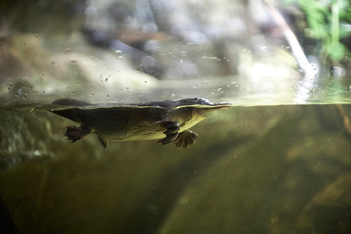 Australia nature gallery: Australia2014: Duck-billed platypus