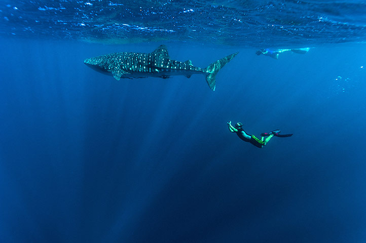 Australia nature gallery: Australia2014: Swimming with whale sharks in the Ningaloo Reef