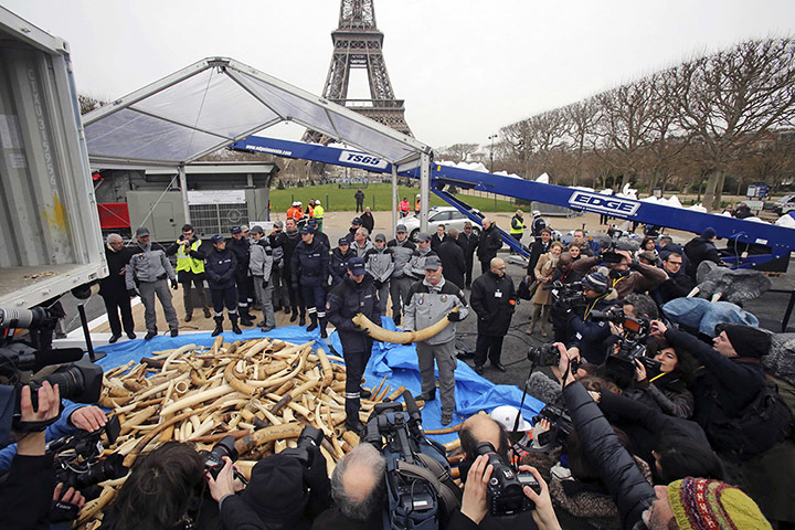 Week in Wildlife: Ivory crushing in Paris