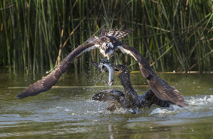 Week in Wildlife: Cormorant steals trout from osprey 