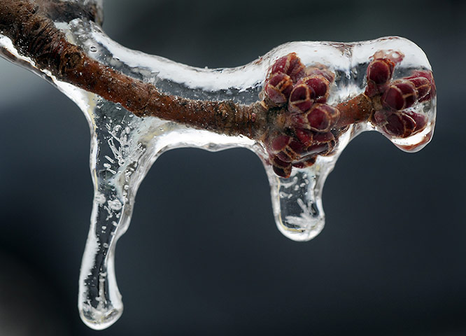 Week in Wildlife: Ice covers the buds on a maple tree