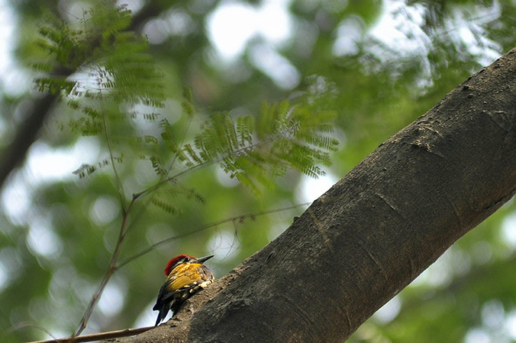 Week in Wildlife: In Pictures: Birds of Bangladesh