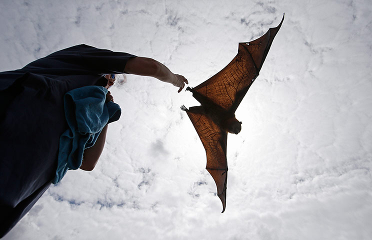 Week in Wildlife: Flying Fox
