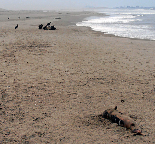 Week in Wildlife: Vultures approach the remains of dolphin