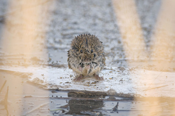 Week in Wildlife: Stranded vole floats on debris near the banks of the River Severn