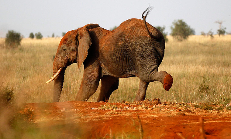 Week in Wildlife: An elephant stretches at the Tsavo West national park 
