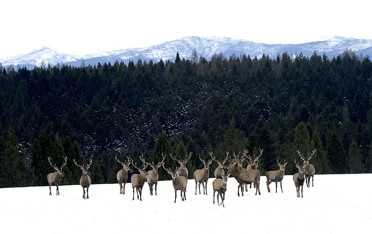Week in Wildlife: Deer breeding farm in Poland