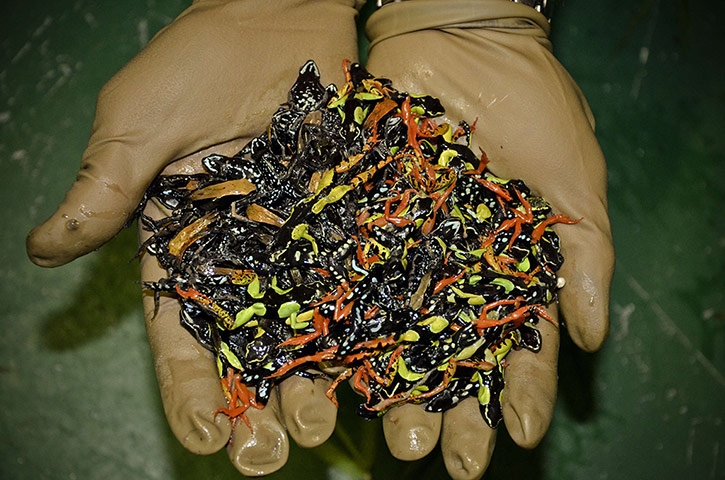 Week in Wildlife: Some 400 endangered amphibians and repti