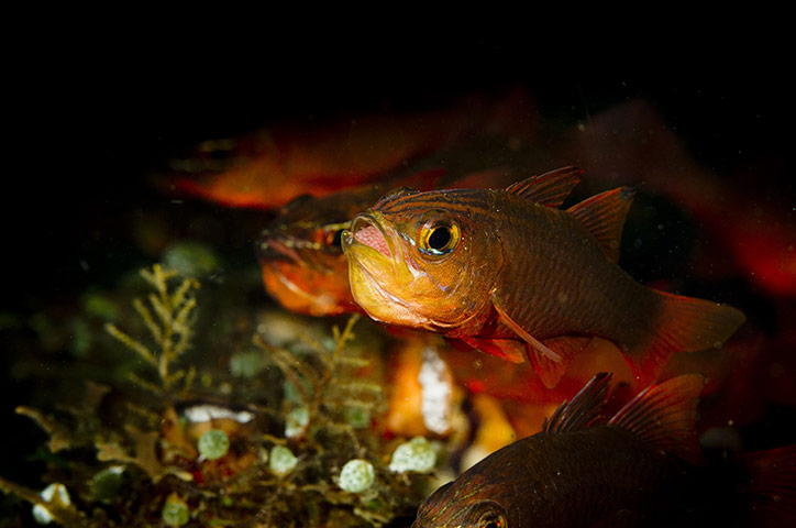 Week in Wildlife: A male cardinal fish incubating eggs in its mouth, Lembeh Strait, Indonesia