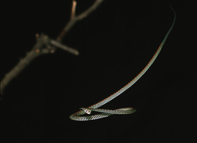 Week in Wildlife: Handout of a Paradise Tree Snake in Blacksburg