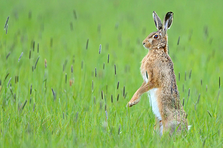 Week in Wildlife: The British Wildlife Photography Awards 