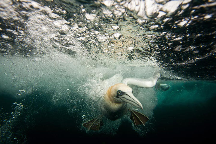 Week in Wildlife: Call for entries - GDT European Wildlife Photographer of the Year