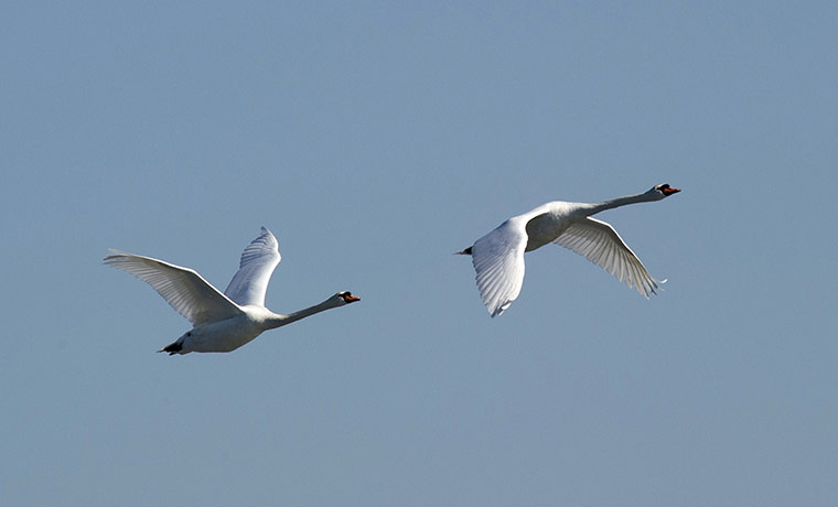 Week in Wildlife: A pair of Mute Swans in flight near City Island in New York