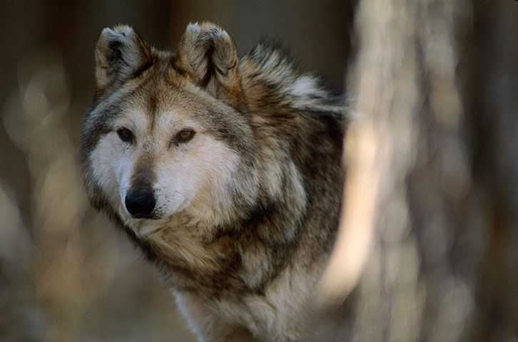 Week in wildlife: A captive Mexican gray wolf, the rarest wolf in North America.