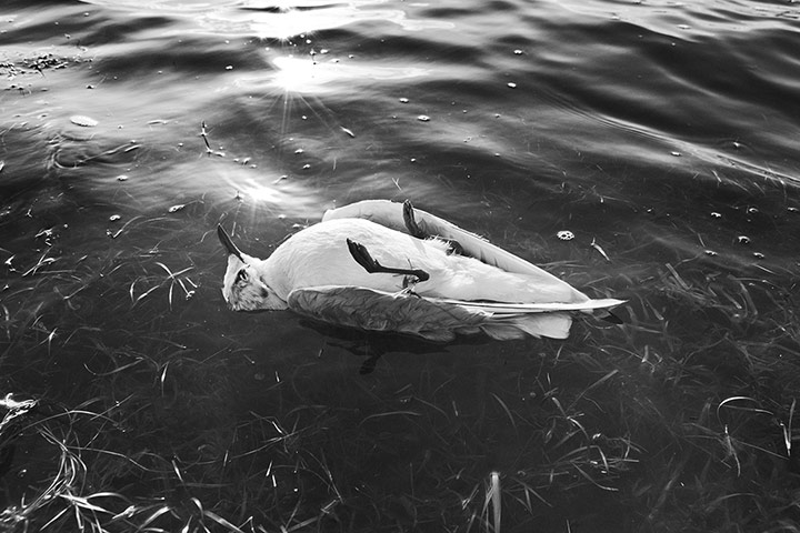 Somerset floods: Another flood victim in Langport