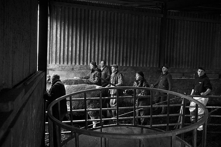 Somerset floods: James Winslade and local farmers load the cows to be evacuated