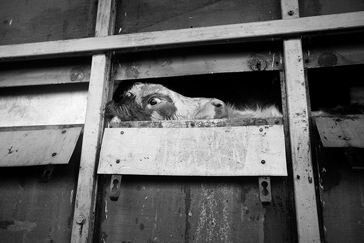 Somerset floods: cow in a trailer
