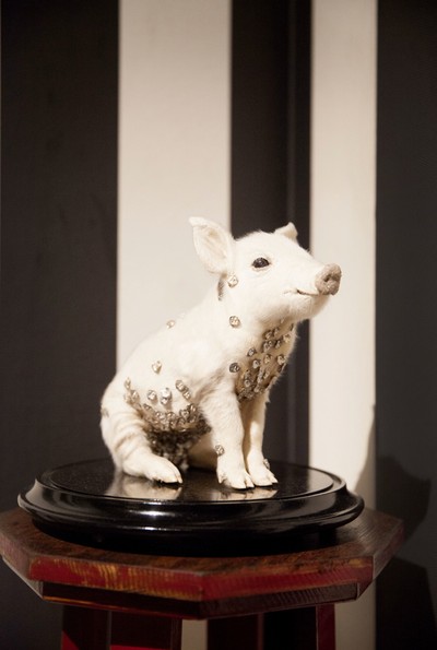 2014 Adelaide Biennial: Julia deVille's taxidermy installation PHANTASMAGORIA