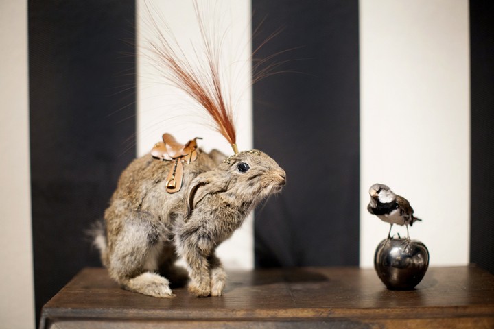 2014 Adelaide Biennial: Julia deVille's taxidermy installation PHANTASMAGORIA