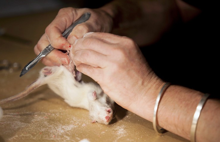 2014 Adelaide Biennial: Jo Bain uses borax to skin a rat in a taxidermy demostration