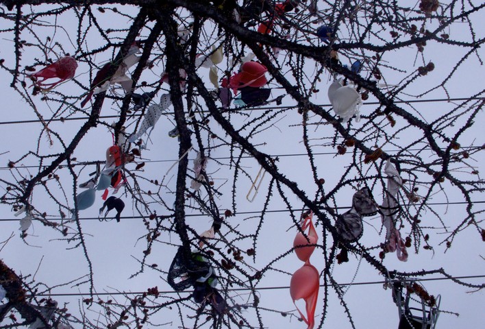 Your Pictures Clash: Bright coloured bras in tree