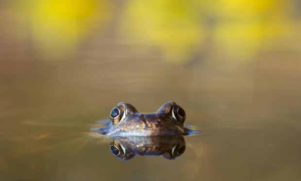 Common frog reflected in a pool as daffodils bloom in the background.