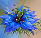 A single blue Nigella damascena 'Miss Jekyll' Flower - love in a mist