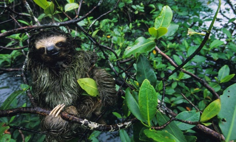 A three toed pygmy sloth, Bradypus pygmaeus, in a mangrove tree.