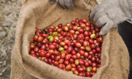 Gloved worker hands holding ripe harvested Kona Coffee Beans in Hawaii, USA.