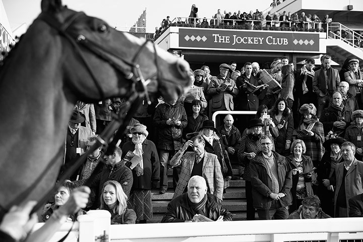 Cheltenham in b/w: Checking out the runners in the parade ring