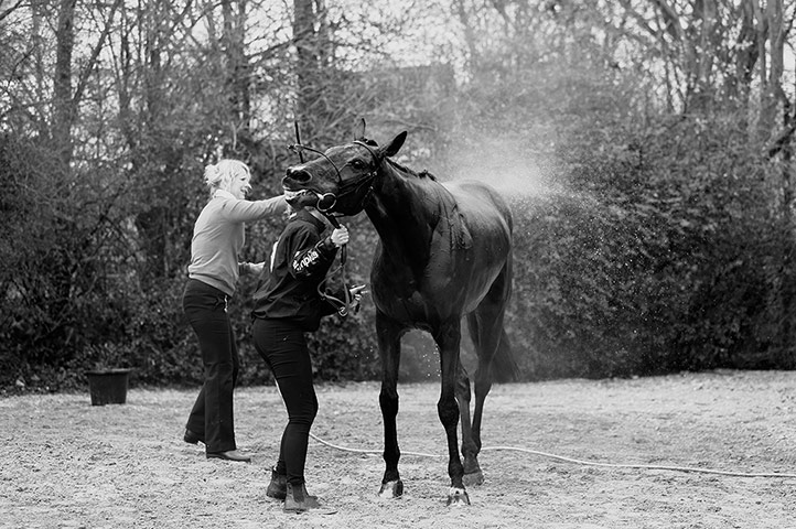 Cheltenham in b/w: A horse gets washed after a race 