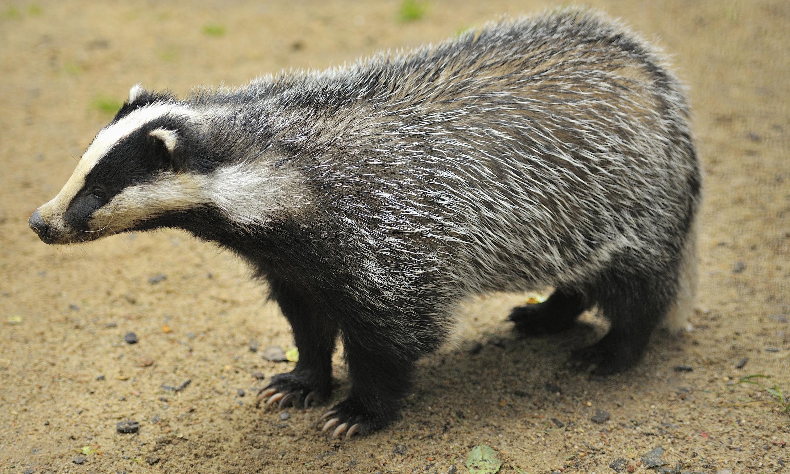 MPs vote overwelmingly to halt badger cull in England ...