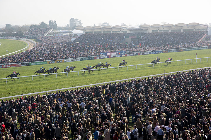 gold cup day: Thousands at Cheltenham