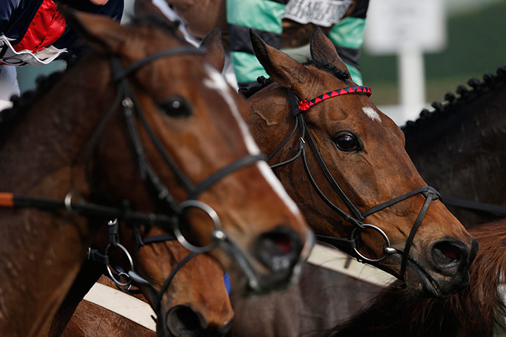 gold cup day: Bobs Worth