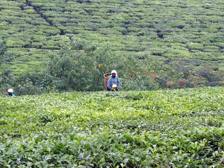 Tea harvesting in Uganda, a country dependent on agricultural productivity (courtesy of L. Vallez)