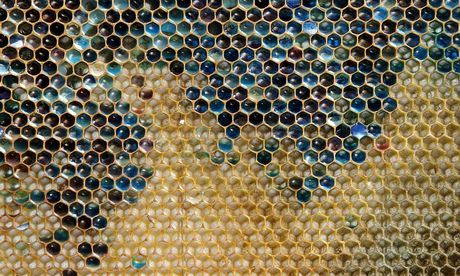 A coloured honeycomb