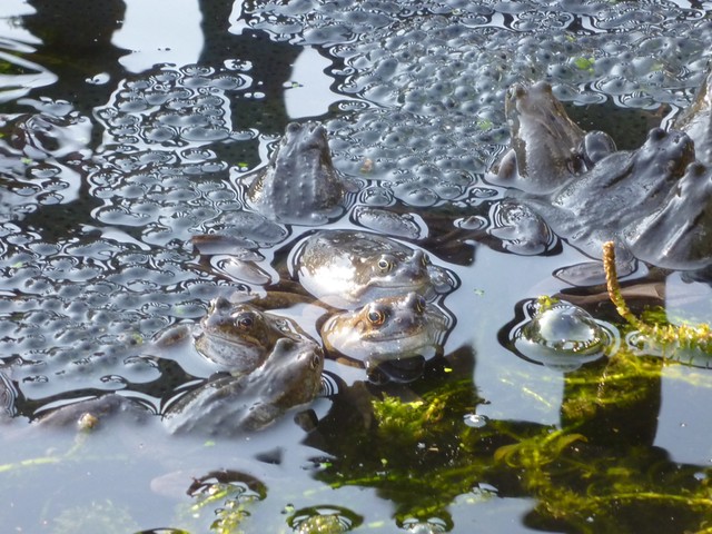 In Pictures: New: In Pictures: Frogspawn