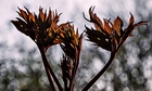 In Pictures- Trail