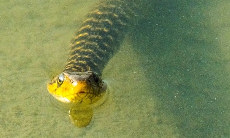 Yellow Checkered Keelback