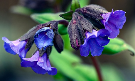 Pulmonaria 'Blue Ensign'