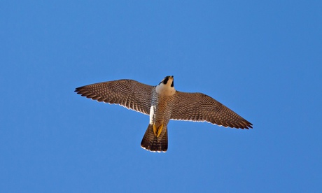 Peregrine falcon (Falco peregrinus) in flight against blue sky