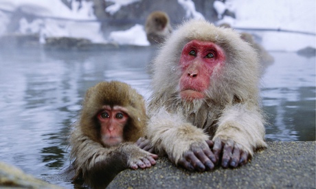 Bathing Japanese macaques in Hot Springs
