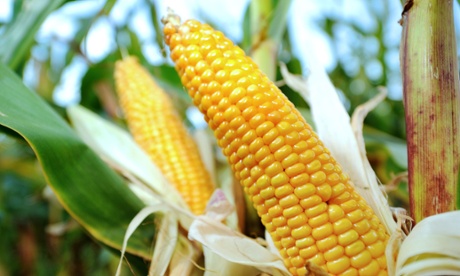 Corn in a field in Godewaersvelde, France. Extreme heat could hit key crops in the future, a new study says