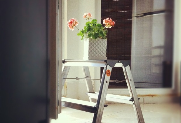 My Geranium is still alive after 2 years...I wonder how it's standing the air pollution of Tehran