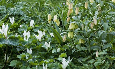 Leeds garden Fritillaria pallidiflora and Trillium chloropetalum 