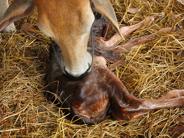 10 best: Cow has given birth to a calf