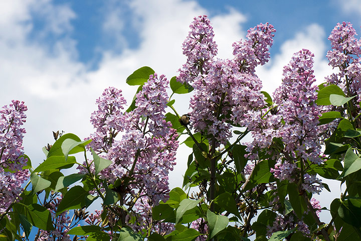 10 best: Lilacs flower on a bush