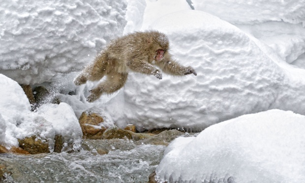 Fly my pretty! Fly! A Japanese Macaque leaps across the rapids onto boulders in Jigokudani, Japan